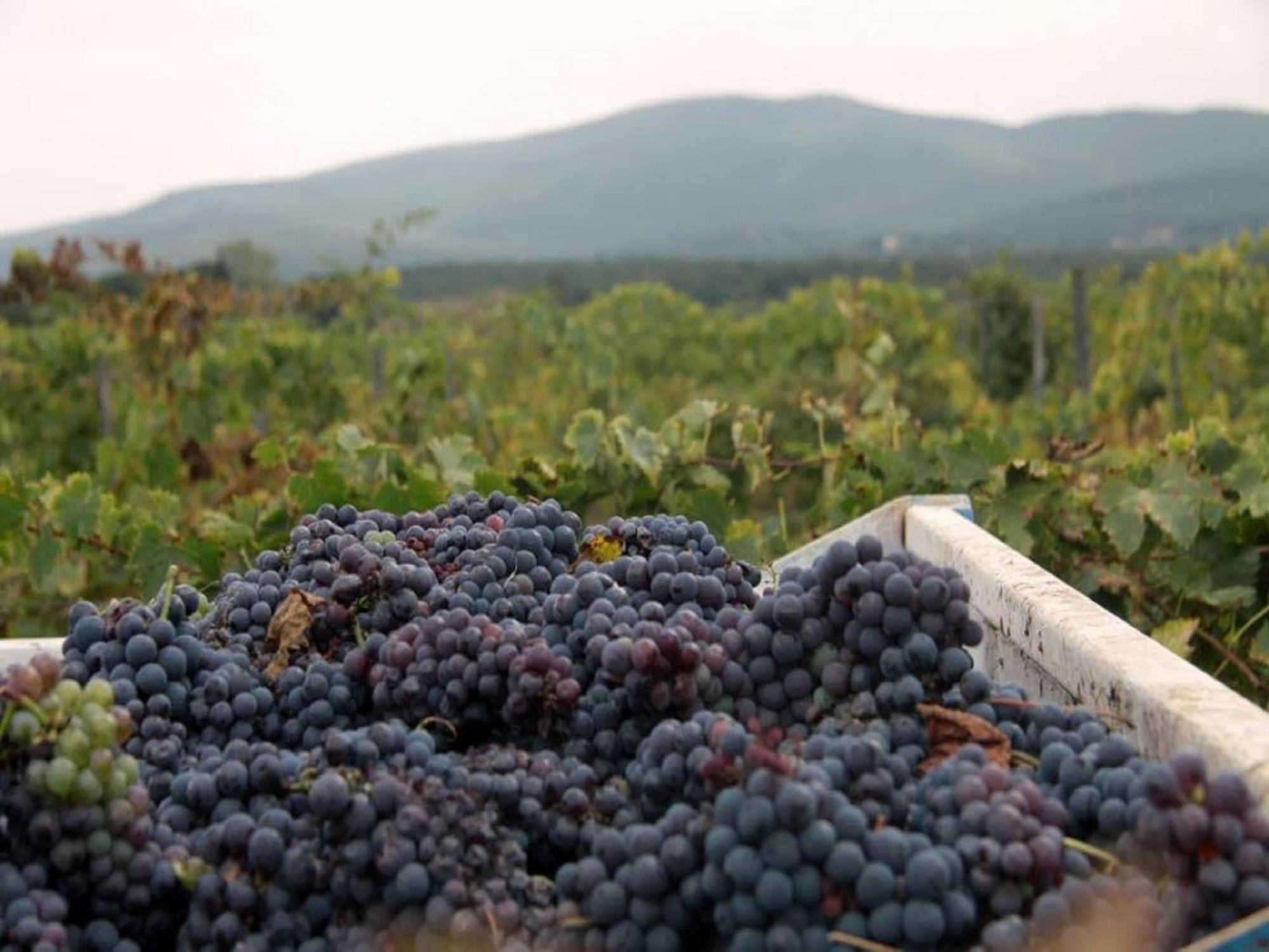 Agriturismo La Segolina 콜레 발델사 외부 사진